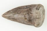 Permian Amphibian (Eryops) Fossil Claw - Texas #197355-2